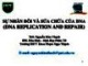 Bài giảng Hóa sinh - Bài: Sự nhân đôi và sửa chữa của DNA (DNA replication and repair)